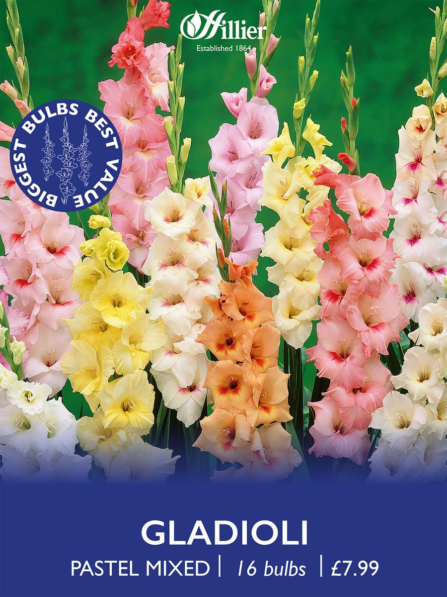 8718641970485 1 Gladiolus Pastel Mixed.jpg